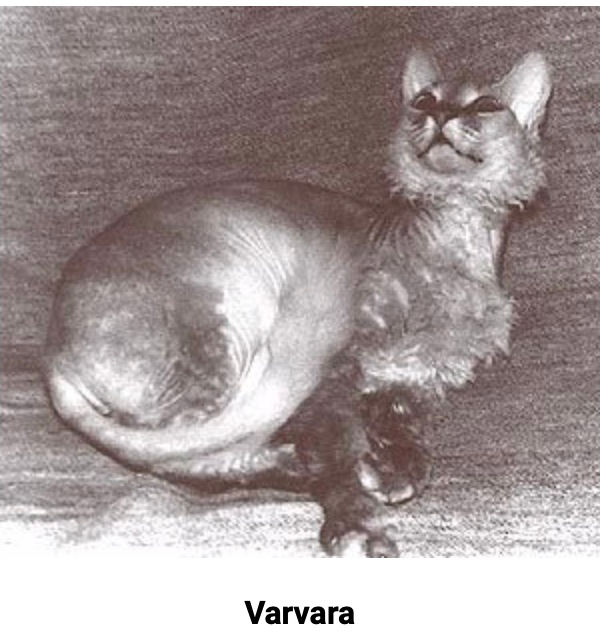 Histoire du Donskoy - Photo 1