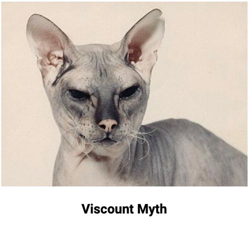 Histoire du Donskoy - Photo 10