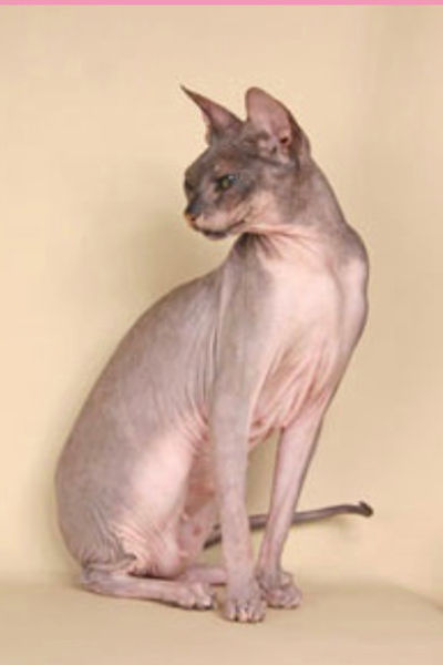 Histoire du Donskoy - Photo 4