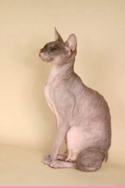 Histoire du Donskoy - Photo 5