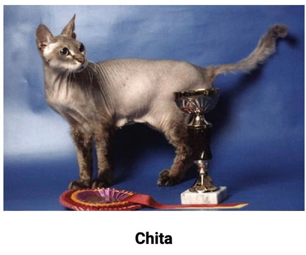 Histoire du Donskoy - Photo 6