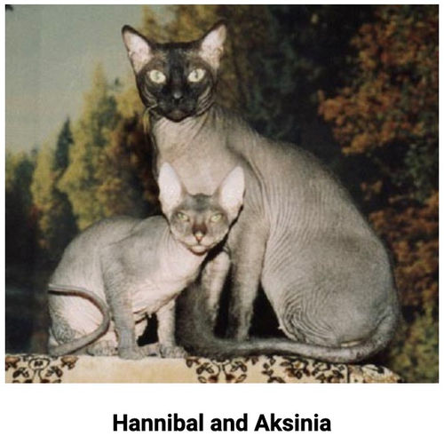 Histoire du Donskoy - Photo 8